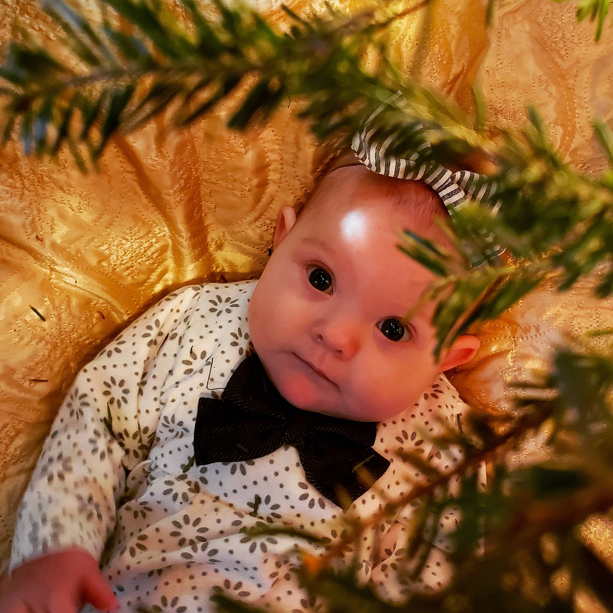 Sapphira joined the competition — help win amazing prizes! child, christmas, close_up, doll, eye, face, head, infant, iris, leaf, person, smile, toddler, tree