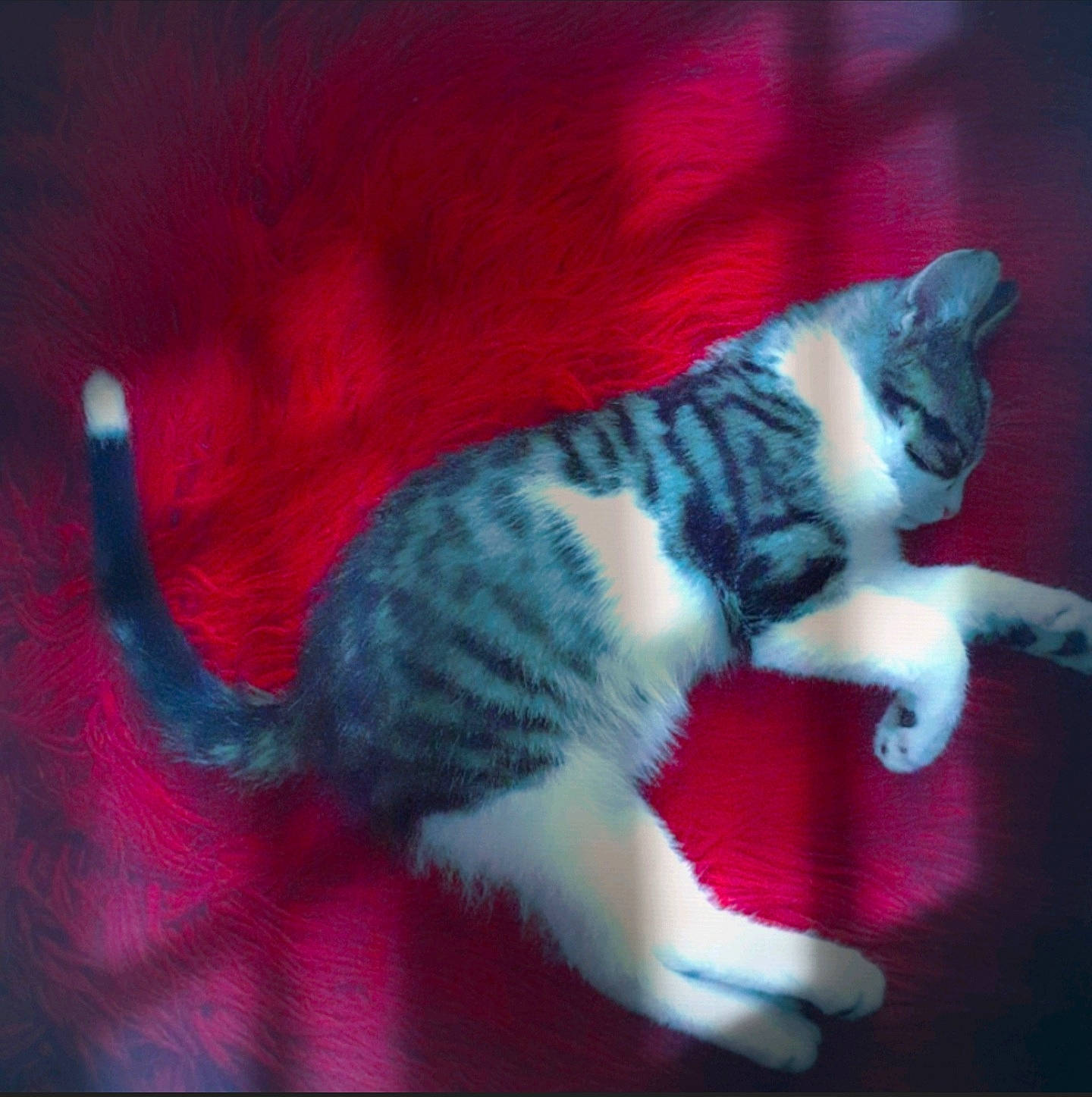 Pok is registered to the contest to win money with this photo: art, carnivore, cat, cat_supply, claw, darkness, domestic_short_haired_cat, electric_blue, felidae, fur, magenta, paw, small_to_medium_sized_cats, snout, tail, tree, visual_arts, whiskers, wildlife, window