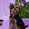 adorable, animal, background, cute, dog, flowers, fluffy, fur, indoor, leash, looking_up, pet, plants, portrait, puppy, purple_floor, sitting, small_dog, studio, yorkshire_terrier