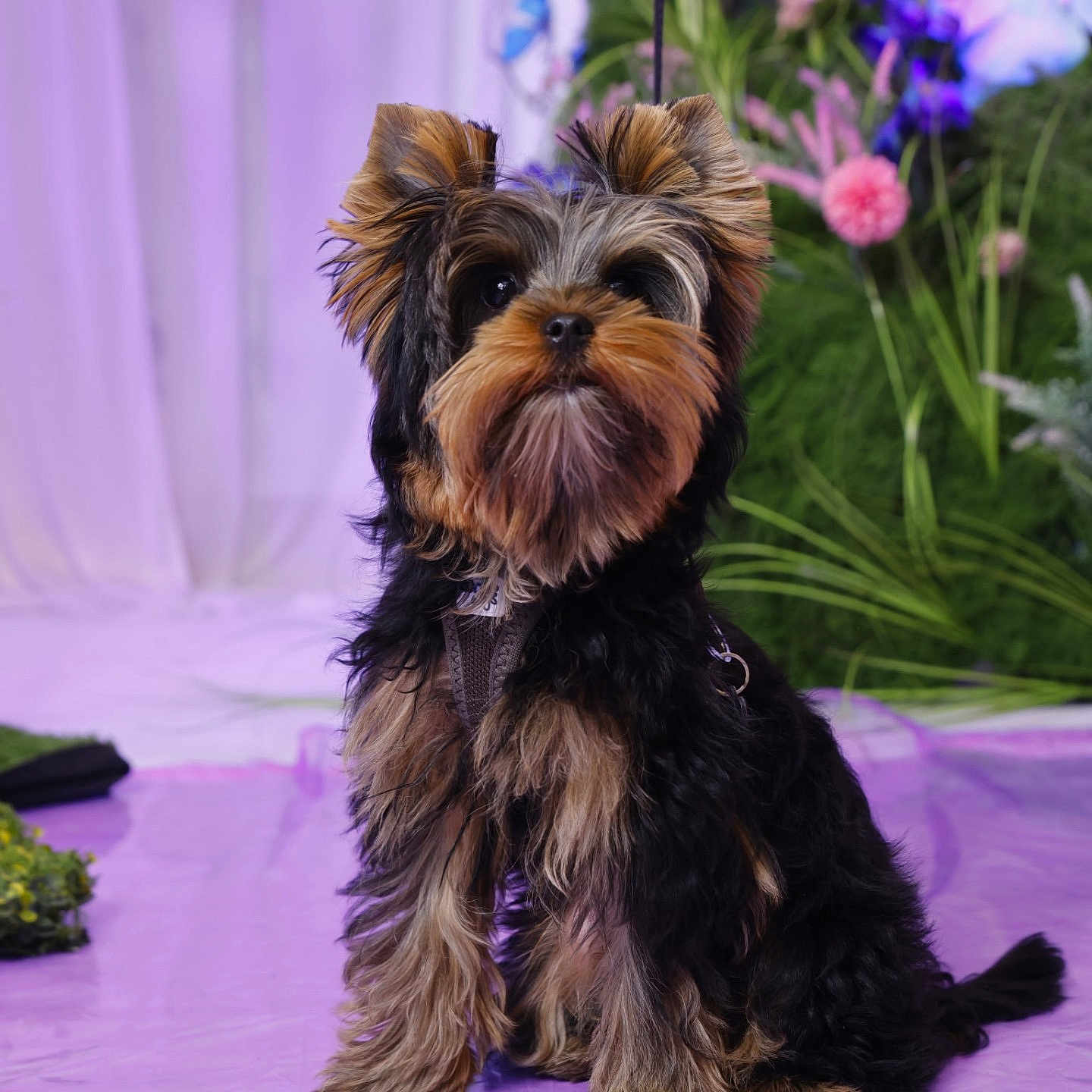 A'Bugg participe au concours pour gagner de l'argent avec cette photo : adorable, animal, background, cute, dog, flowers, fluffy, fur, indoor, leash, looking_up, pet, plants, portrait, puppy, purple_floor, sitting, small_dog, studio, yorkshire_terrier
