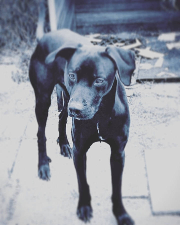 Floyd participe au concours pour gagner de l'argent avec cette photo : blue_lacy, canidae, carnivore, dog, dog_breed, hunting_dog, labrador_retriever, mammal, patterdale_terrier, pointer, rare_breed_dog, snout, sporting_group, tail, vertebrate, weimaraner