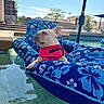 dog, french_bulldog, pool, pool_float, life_jacket, blue, floral_pattern, water, umbrella, outdoor, sunny, relaxing, pet, summer, backyard, animal, swimming_pool, canine, floating, vacation