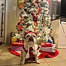 dog, french_bulldog, christmas_tree, holiday_decorations, red_ornaments, white_ornaments, wrapped_presents, tile_floor, indoor, festive, costume, winter_hat, ribbon, holiday, decor, home_interior, pet, cute, animal, celebration