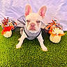 dog, french_bulldog, puppy, grass, costume, black_and_white, tulle, outdoor, decorations, pumpkin, flowers, fall, autumn, pet, cute, animal, portrait, sitting, background, green