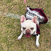 Ellie joined the competition — help win amazing prizes! dog, french_bulldog, pet, grass, leash, sweater, outdoor, happy, smiling, animal, cute, small_dog, canine, playful, fur, ears, tongue, mouth_open, walking, nature