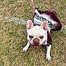 dog, french_bulldog, pet, grass, leash, sweater, outdoor, happy, smiling, animal, cute, small_dog, canine, playful, fur, ears, tongue, mouth_open, walking, nature