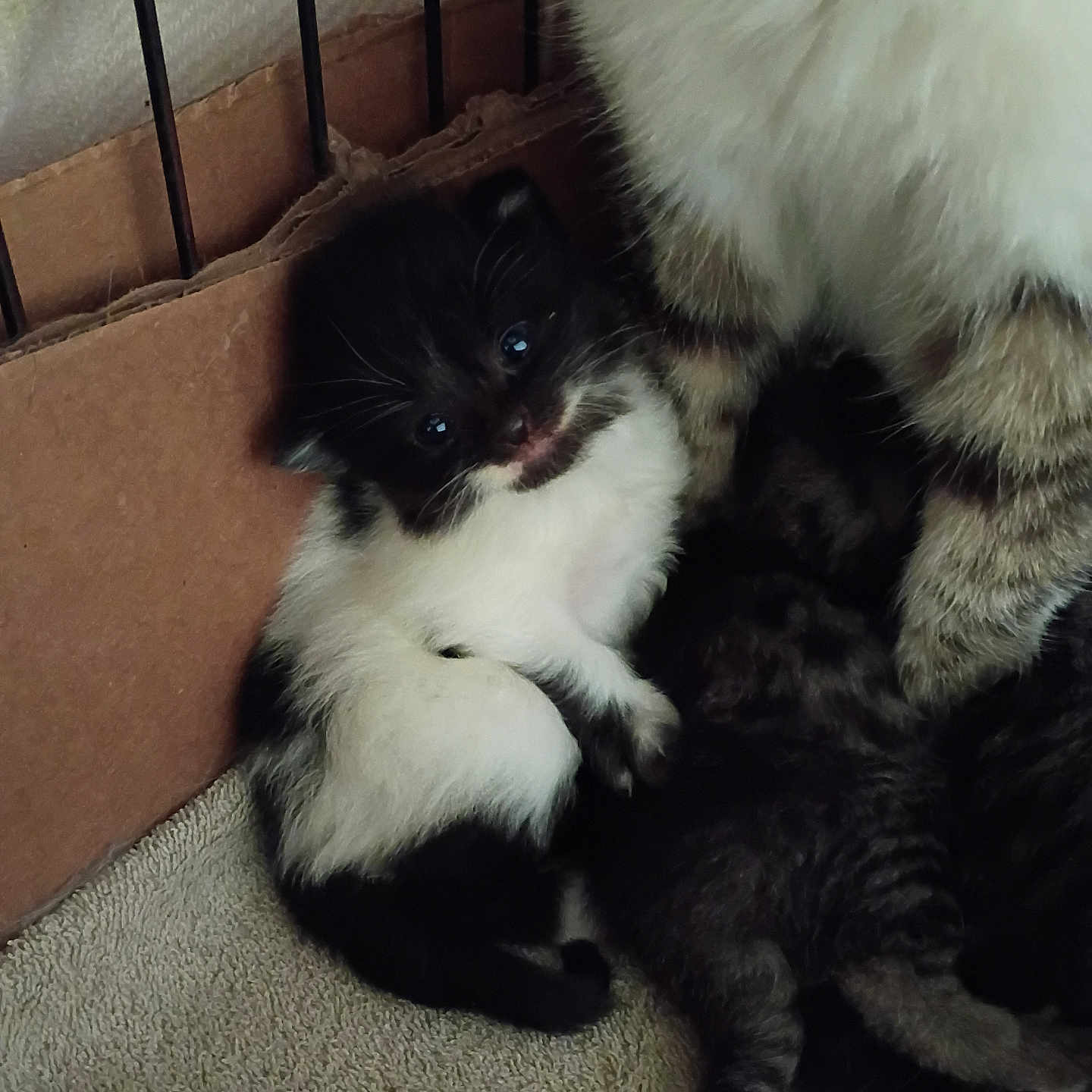 Moo Moo is registered to the contest to win money with this photo: animal, baby_cat, black_and_white, cardboard, carpet, cat, closeup, cozy, cute, feline, fur, indoor, kitten, mother_cat, nest, pet, resting, small, striped, young