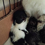 Moo Moo is registered to the contest to win money with this photo: animal, black_and_white, cage, cardboard_box, cat, closeup, cute, domestic, feline, fur, indoor, kitten, mammal, mother_cat, nest, pet, resting, small, striped, young