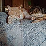bed, blanket, cat, cat_pair, close_up, cozy, feline, furniture, indoor, kitten, nap, orange_cat, paws, pet, portrait, quilt, relaxed, sleeping, tabby_cat, whiskers