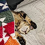 Tali joined the competition — help win amazing prizes! cat, tabby, sleeping, blanket, cozy, paws, feline, indoor, resting, cute, pet, quilt, colorful, fur, relaxed, soft, comfort, mammal, domestic_animal, nap