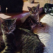 Tali joined the competition — help win amazing prizes! bedspread, black_cat, blanket, cat, cozy, domestic_animal, fur, indoor, kitchen_counter, kitten, low_light, meowing, paws, pet_bowl, portrait, quilt, resting, sink, tabby_cat, whiskers