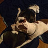 Barnabas is registered to the contest to win money with this photo: dog, dogs, snuggling, blanket, indoor, wooden_floor, pets, animal, companionship, collar, resting, brown_and_white, black_and_white, fur, canine, two_animals, laying_down, domestic_animal, quiet, cozy