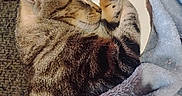 Tali Anne is registered to the contest to win money with this photo: cat, tabby, sleeping, paw, blanket, couch, furniture, cozy, indoor, pet, fur, striped, relaxing, cute, domestic_animal, resting, animal, warm, comfort, household