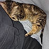 Tali Anne joined the competition — help win amazing prizes! kitten, cat, tabby, sleeping, nap, cozy, blanket, black_hoodie, fur, striped, paw, pet, indoor, resting, cute, animal, companion, comfort, soft, warm