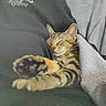 Tali Anne joined the competition — help win amazing prizes! cat, tabby, sleeping, paw, blanket, cozy, relaxing, fur, striped, cute, pet, indoor, resting, animal, comfort, soft, nap, whiskers, ears, peaceful