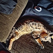 Tali Anne is registered to the contest to win money with this photo: cat, tabby, sleeping, couch, furniture, fabric, indoor, pet, relaxed, stretched, brown, texture, cozy, clothing, folded_clothes, domestic_animal, rest, nap, animal, feline