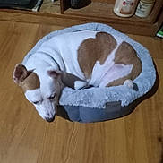 Dutchess joined the competition — help win amazing prizes! dog, pet_bed, wooden_floor, brown_and_white, curled_up, indoor, shelf, books, container, cozy, resting, small_dog, fur, ears, snout, home, sleepy, animal, domestic, floor