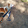 Dutchess joined the competition — help win amazing prizes! dog, leash, hand, outdoor, dirt_path, sunlight, shadow, brown_and_white_fur, playful, pet, animal, grass, nature, walking, collar, canine, ground, daylight, person, holding