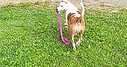 Dutchess is registered to the contest to win money with this photo: dog, leash, grass, outdoor, nature, tree, path, pet, canine, playful, walking, greenery, summer, animal, happy, daytime, park, field, back_view, rural