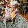 Dutchess joined the competition — help win amazing prizes! dog, bib, cat, blanket, floor, bookshelf, box, indoor, pet, animal, fur, collar, wooden_floor, sitting, curious, domestic, room, furniture, chain_collar, multicolor