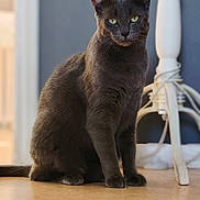 Réglisse participe au concours pour gagner de l'argent avec cette photo : animal, calm, cat, closeup, domestic_cat, ears, feline, floor, fur, furniture, gray_cat, green_eyes, household, indoor, looking, pet, portrait, sitting, tail, whiskers
