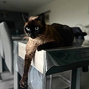 Shadow a rejoint le concours — aidez-le/la à gagner de superbes lots ! cat, siamese_cat, indoor, table, dining_room, furniture, paw, blue_eyes, relaxed, domestic_animal, pet, animal, fur, whiskers, focus, modern, lounge, side_view, home, comfortable