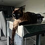 cat, siamese_cat, indoor, table, dining_room, furniture, paw, blue_eyes, relaxed, domestic_animal, pet, animal, fur, whiskers, focus, modern, lounge, side_view, home, comfortable