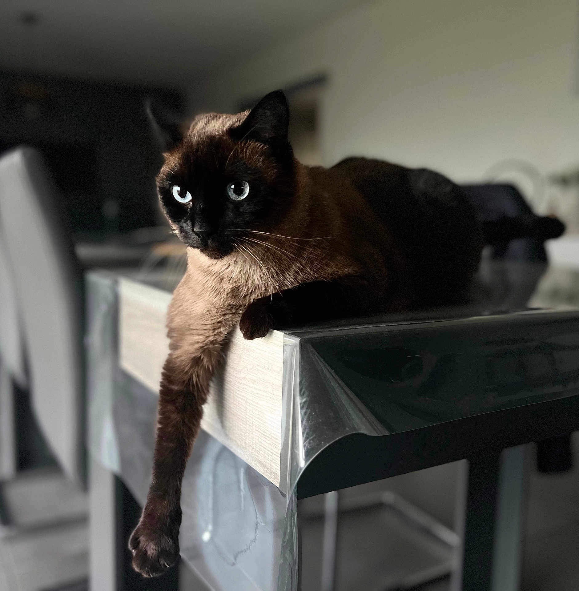 Shadow