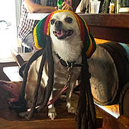 Tinkerbell is registered to the contest to win money with this photo: bar, beverages, bottle, casual, conversation, dog, dreadlocks, friendship, glass, happy, hat, indoor, leash, men, people, rasta, seated, smiling, stool, wood