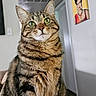 animal, cat, closeup, curious, domestic_cat, door, ears, floor, fur, furniture, green_eyes, indoor, painting, pet, portrait, sitting, tabby_cat, vent, wall_art, whiskers
