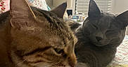 Kiwii is registered to the contest to win money with this photo: animal, bed, blanket, cat, closeup, cozy, cute, domestic_animal, feline, grey_cat, home, indoor, lamp, pet, quilt, relaxation, resting, sleeping, tabby_cat, window_blinds