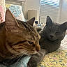 animal, bed, blanket, cat, closeup, cozy, cute, domestic_animal, feline, grey_cat, home, indoor, lamp, pet, quilt, relaxation, resting, sleeping, tabby_cat, window_blinds