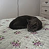 Kiwii is registered to the contest to win money with this photo: bed, blanket, cable, cat, cozy, domestic_animal, dresser, floral_pattern, furniture, gray_cat, home, indoor, pet, plush_toy, quiet, remote_control, resting, sleeping, television, wall