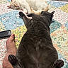 Kiwii joined the competition — help win amazing prizes! animal, bed, cat, cats, cozy, domestic, feline, fluffy, foot, grey_cat, indoor, patchwork_quilt, paw, pet, quiet, relaxed, remote_control, resting, sleeping, white_cat