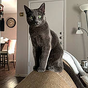 Kiwii joined the competition — help win amazing prizes! cat, gray_cat, green_eyes, pet, domestic_cat, indoor, furniture, couch, lamp, clock, door, chair, table, wood_floor, home_interior, cozy, relaxed, animal, sitting, tail