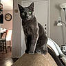 animal, cat, chair, clock, couch, cozy, domestic_cat, door, furniture, gray_cat, green_eyes, home_interior, indoor, lamp, pet, relaxed, sitting, table, tail, wood_floor