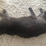 Kiwii joined the competition — help win amazing prizes! animal, cat, comfortable, cozy, feline, fluffy_rug, fur, gray_cat, home, indoor, lying_down, mammal, paw, pet, quiet, relaxing, resting, sleeping, tail, whiskers