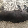 animal, cat, comfortable, cozy, feline, fluffy_rug, fur, gray_cat, home, indoor, lying_down, mammal, paw, pet, quiet, relaxing, resting, sleeping, tail, whiskers