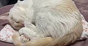 Luna joined the competition — help win amazing prizes! cat, sleeping, curl, fur, pink_paw, pillow, blanket, indoor, cozy, rest, animal, pet, cute, relax, calm, whiskers, tail, soft, comfort, nap