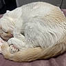animal, blanket, calm, cat, comfort, cozy, curl, cute, fur, indoor, nap, pet, pillow, pink_paw, relax, rest, sleeping, soft, tail, whiskers