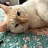 Luna is registered to the contest to win money with this photo: cat, cream_colored, fluffy, lying_down, bed, quilt, floral_pattern, indoor, pet, close_up, relaxed, sleepy, whiskers, ears, fur, animal, cute, cozy, resting, domestic_cat