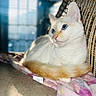 animal, blanket, blue_eyes, cat, closeup, cozy, domestic_animal, feline, fur, indoor, pet, pink_blanket, portrait, relaxing, resting, sunlight, tail, white_cat, window_light, woven_chair
