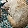animal, bed, cat, comfort, cozy, cream_color, curled_up, cute, domestic_cat, feline, floral_pattern, fur, indoor, nap, peaceful, pet, quilt, rest, sleeping, soft