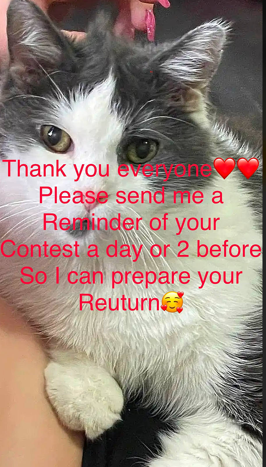 Elmo is registered to the contest to win money with this photo: carnivore, cat, close_up, domestic_short_haired_cat, eyelash, felidae, font, fur, happy, iris, nose, organism, pet_supply, photo_caption, small_to_medium_sized_cats, snout, terrestrial_animal, whiskers, white, window