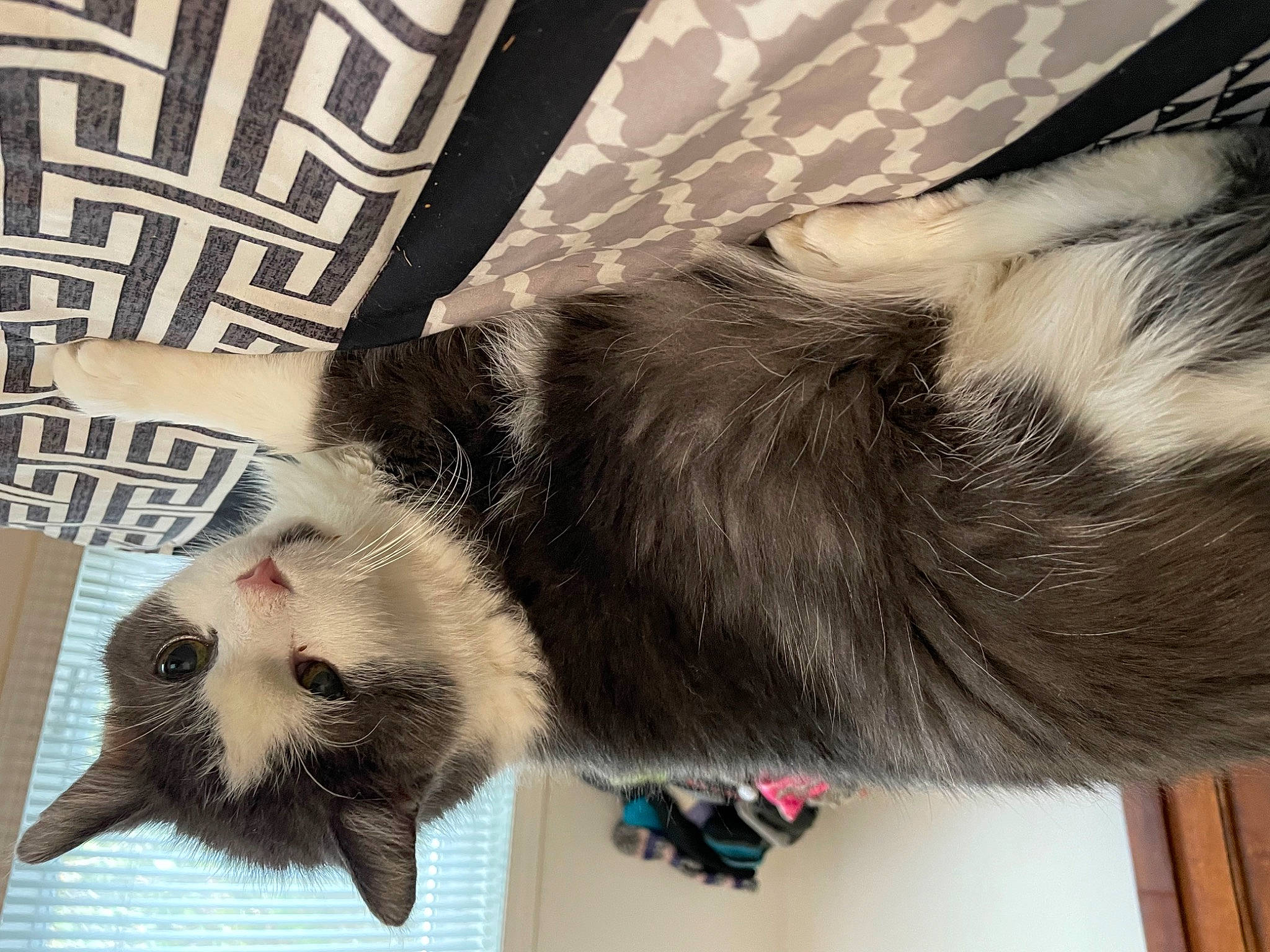 Elmo is registered to the contest to win money with this photo: canidae, carnivore, cat, collar, dog_breed, domestic_short_haired_cat, eye, felidae, fur, mammal, paw, photograph, plant, small_to_medium_sized_cats, snapshot, snout, tail, thai, vertebrate, whiskers