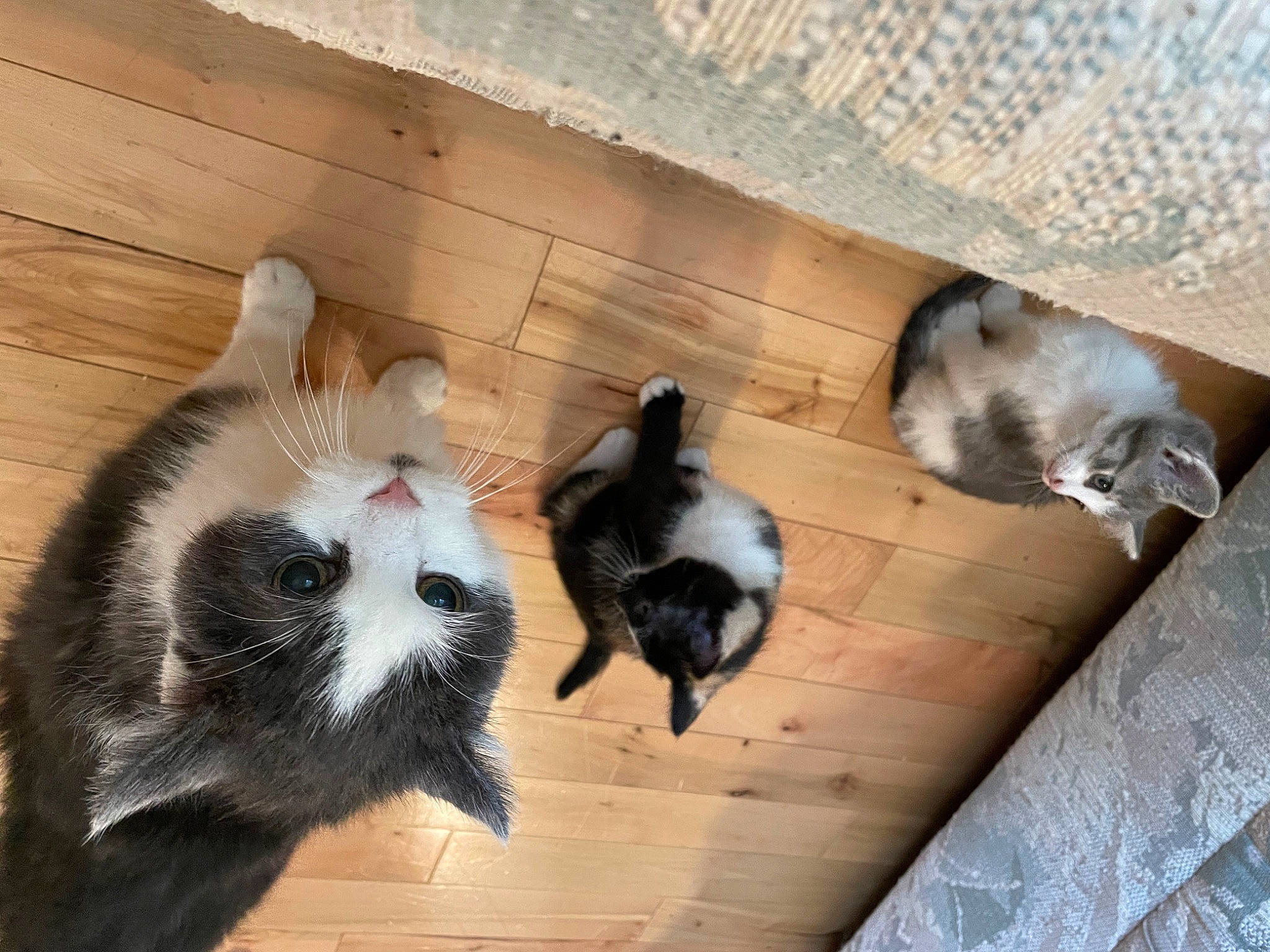 Elmo joined the competition — help win amazing prizes! animal_shelter, canidae, carnivore, cat, cat_supply, claw, dog_breed, domestic_short_haired_cat, felidae, floor, flooring, fur, hardwood, small_to_medium_sized_cats, tail, terrestrial_animal, whiskers, wood