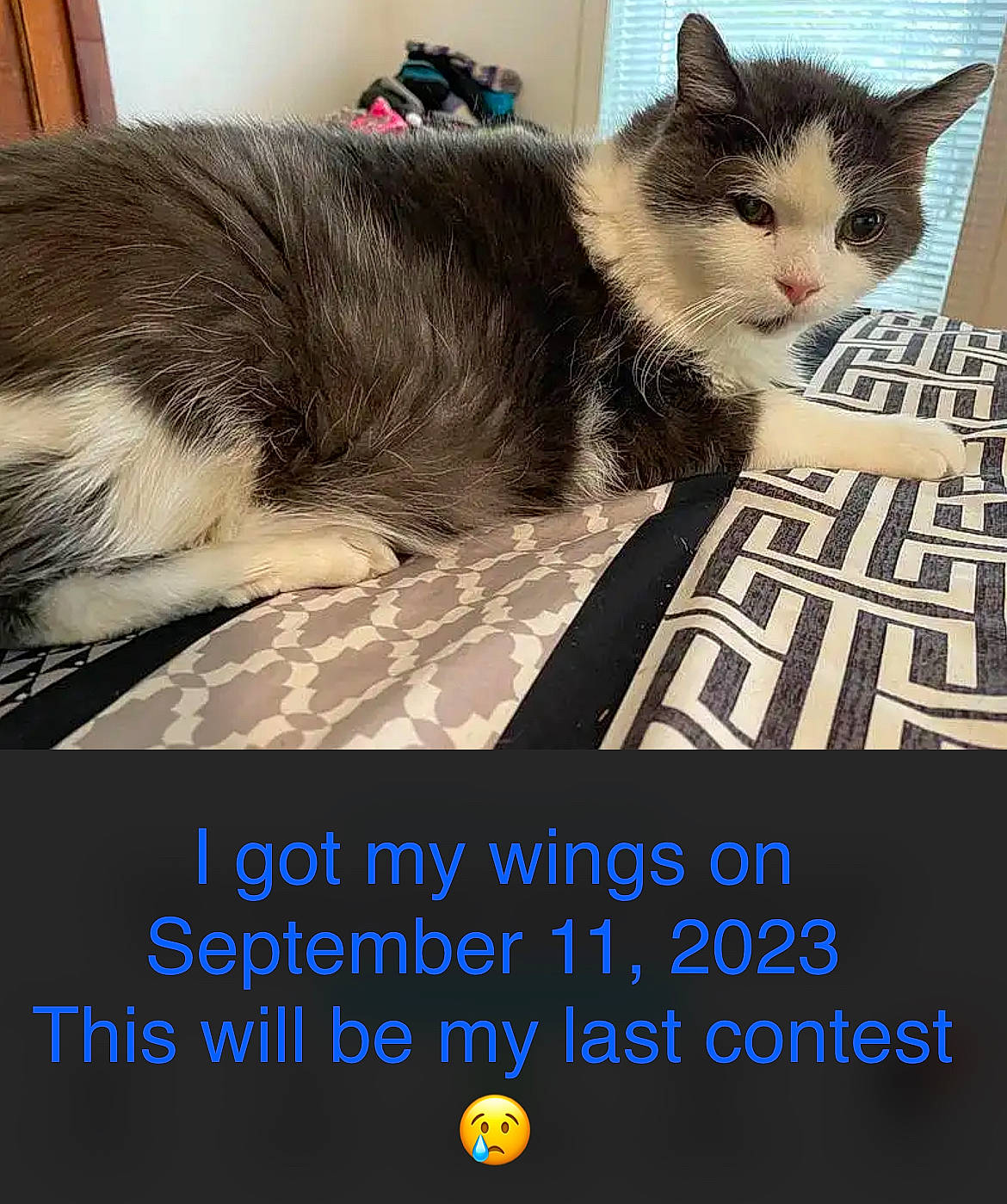 Elmo is registered to the contest to win money with this photo: advertising, box, carnivore, cat, domestic_short_haired_cat, felidae, font, formal_wear, fur, graphic_design, graphics, happy, paw, photo_caption, photography, poster, publication, small_to_medium_sized_cats, tail, whiskers