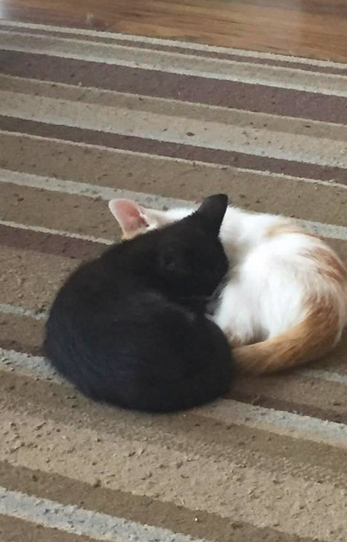 Oreo is registered to the contest to win money with this photo: canidae, carnivore, cat, comfort, dog_breed, eye, fawn, felidae, flooring, fur, mammal, paw, road_surface, shadow, small_to_medium_sized_cats, snout, tail, terrestrial_animal, whiskers, wood