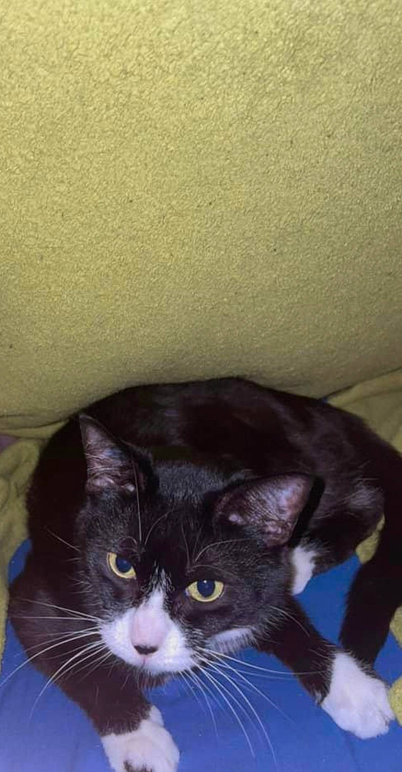 Oreo joined the competition — help win amazing prizes! black_cat, carnivore, cat, comfort, domestic_short_haired_cat, electric_blue, eye, felidae, fur, small_to_medium_sized_cats, snout, tail, terrestrial_animal, whiskers, window