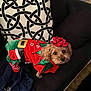 dog, pet, holiday_outfit, christmas_costume, red_bow, couch, pillow, black_couch, patterned_pillow, decor, indoor, small_dog, curious, festive, fur, animal, companion, cute, costume, home